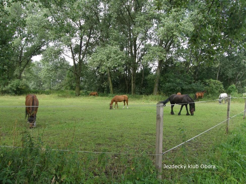 Homestay Poděbrady Exteriér fotografie